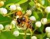 Andrena flavipes
